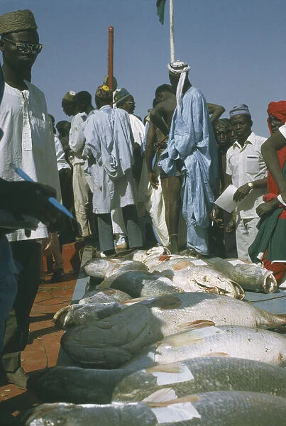 20040884. NIGERIA North Argungu Row of fish with onlookers at the Fishing Festival