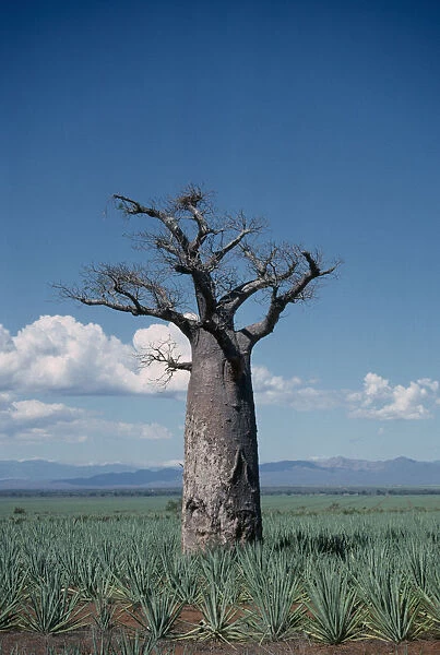 20049538. MADAGASCAR Near Berenty Single Baobab Tree in sisal plantation