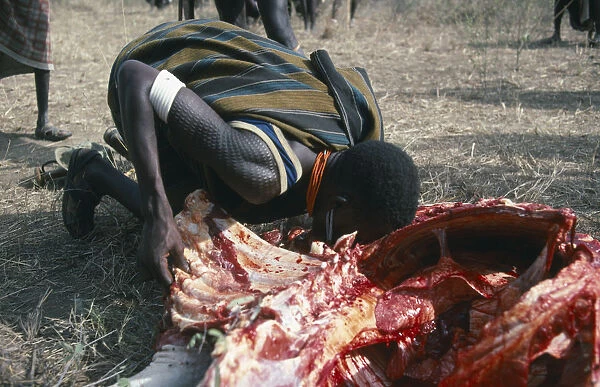20050990. UGANDA Karamoja Karamojong warrior drinking blood from sacrificed bull
