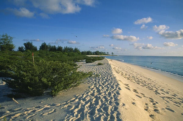 20052968. SEYCHELLES Bird Island Footprints along shoreline of empty sandy beach