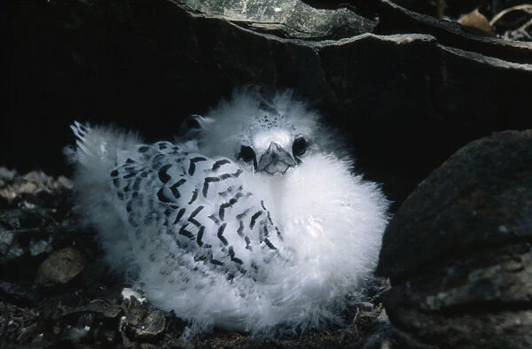 20052973. SEYCHELLES Aride Island White Tailed Tropic Bird chick