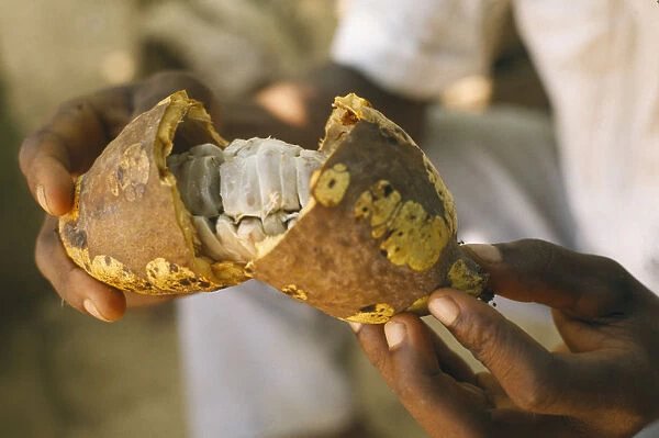 20061097. GHANA Euchi Close up of man holding an open cocoa pod