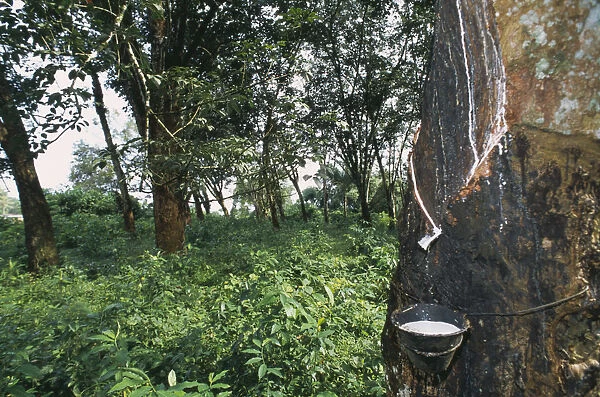 20064170. LIBERIA Montserrado Todee Rubber tap on tree in plantation