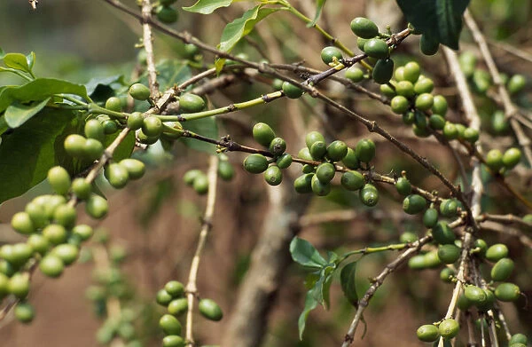 20070776. BURUNDI Kirundo Province Coffee growing near the border with Rwanda