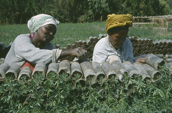 20070874. ETHIOPIA Farming Women working in plant nursery
