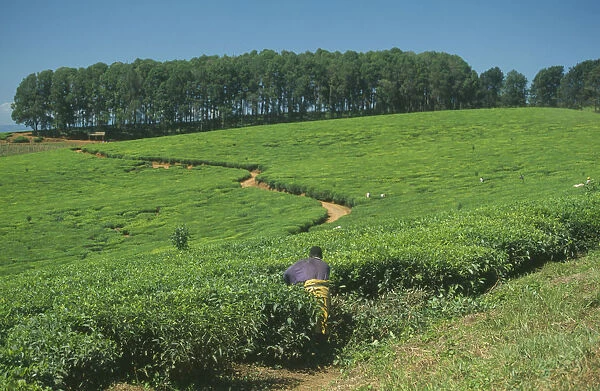 20070989. MALAWI Mount Mulanje Tea plantation