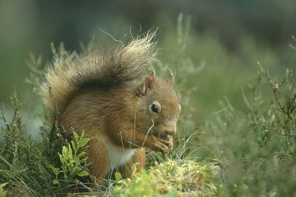 20071238. SCOTLAND Glenfeshie Red Squirrel Sciurus vulgaris
