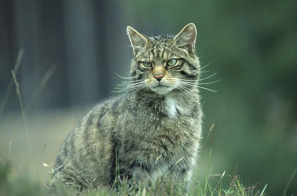 20071241. SCOTLAND Glenfeshie Scottish Wild Cat Felis silvestris grampia