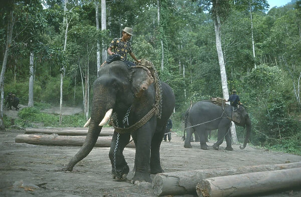 20072657. THAILAND North Working elephants clearing tropical hardwood forests