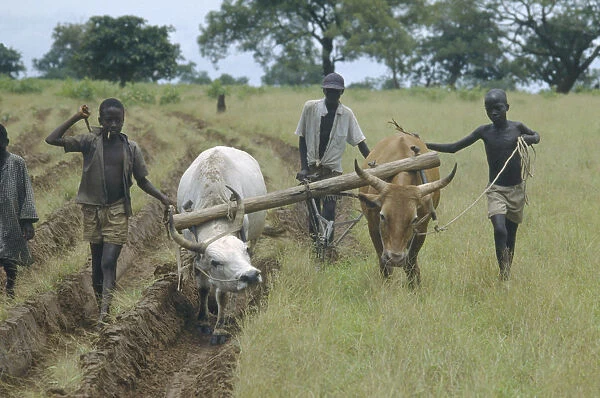20073416. GAMBIA Farming Ploughing with oxen after a drought