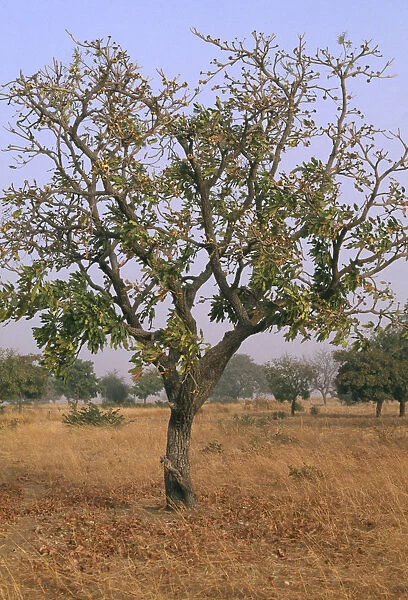 20074138. BURKINA FASO Sapone Shea nut tree in savannah grassland