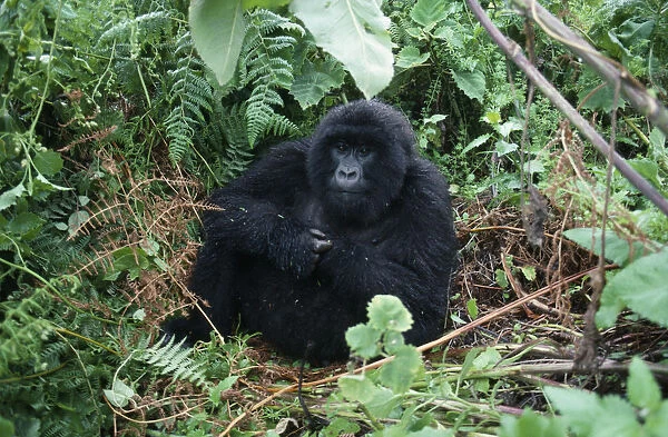 20074915. RWANDA Animals Gorilla Gorilla in Rwandan forest