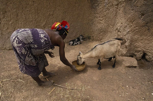 20075516. GHANA North Chereponi Woman feeding goat with young kids. West Africa