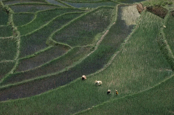 20076106. MADAGASCAR Farming Women working in terraced rice fields