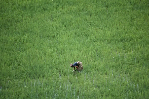 20076107. MADAGASCAR Farming Woman working in rice paddy near Antananarivo