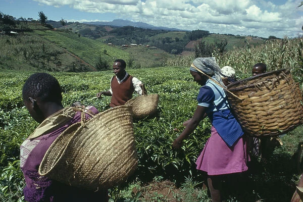 20076396. KENYA Agriculture Picking tea on hillside plantation.East Africa