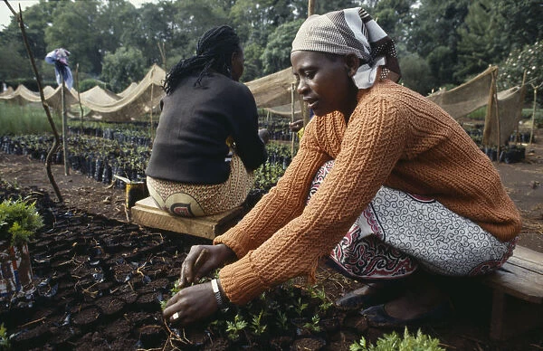 20076402. KENYA Meru Women planting seedlings in tree nursery.East Africareforestation