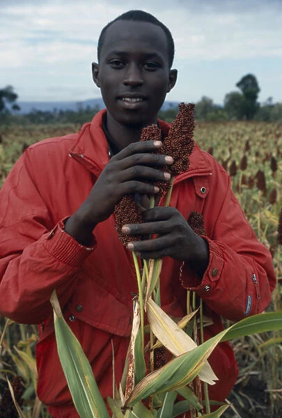 20076404. KENYA Agriculture Man harvesting sorgham.East Africa