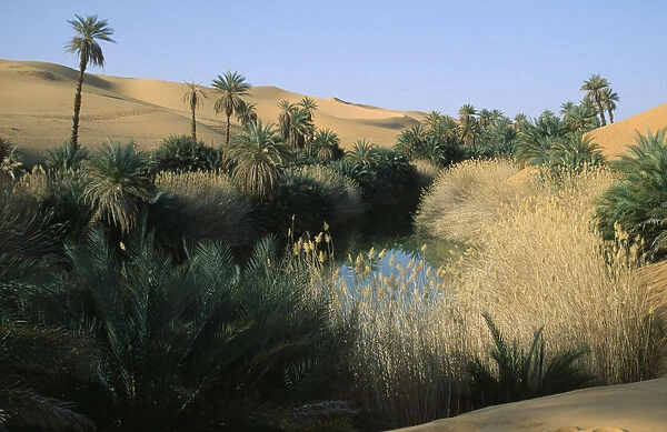 20076974. LIBYA Um el Maa Oasis Oasis pool and lush vegetation with sand dunes beyond