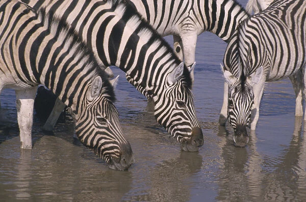 20077821. NAMIBIA Etosha National Park Namutoni Zebra drinking at waterhole