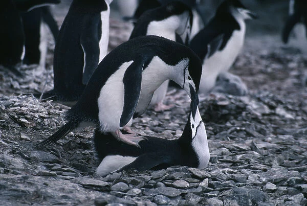 20078072. ANTARCTICA Livinston Island Chinstrap Penguins matting