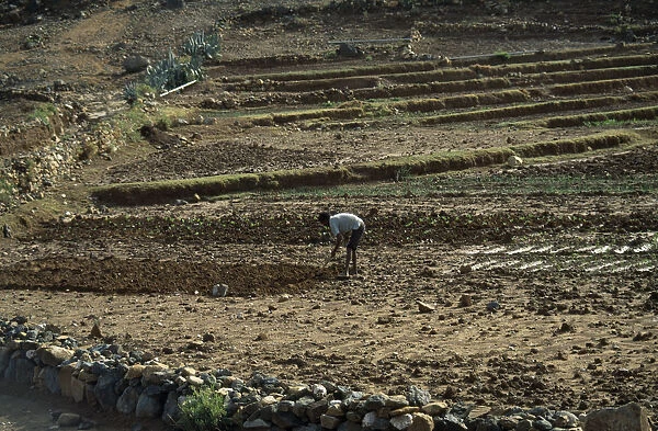 20078667. ERITREA Keren Province Man tilling soil by hand on small irrigated farm