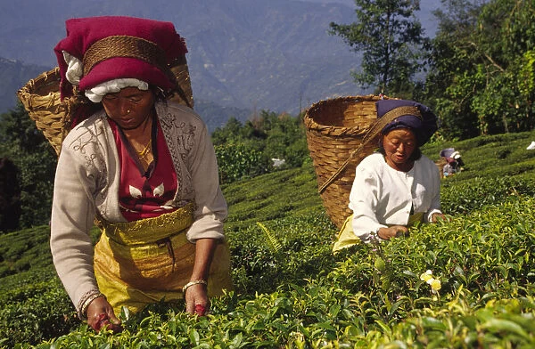20080785. INDIA West Bengal Darjeeling Tea picking