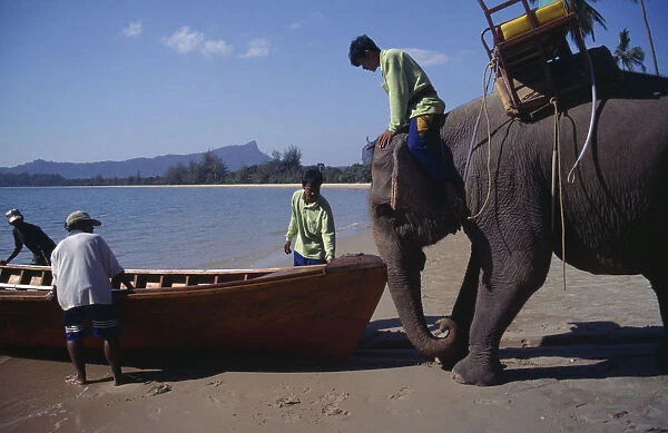 20081206. THAILAND Krabi Province Elephant launching newly built longtail boat