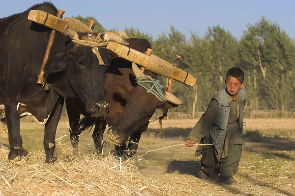 20085281. AFGHANISTAN Bamiyan Province Bamiyan Boys threshing with oxen