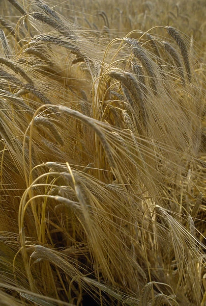 AGRICULTURE, Arable, Barley Detail of barley crop. Storrington. West Sussex. England
