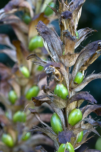 Bears breeches, Acanthus, green fruit containing seeds on a plant in autumn