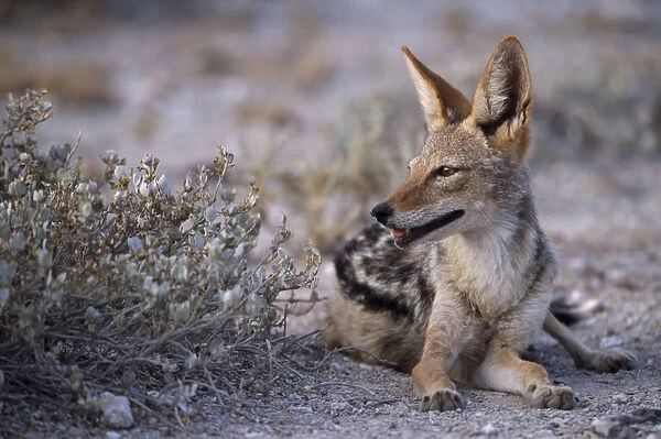 Black backed Jackal mother sitting next to bush in the evening light