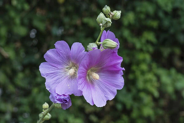A Bristly Hollyhock in the Hermon Springs (Banyas) Nature Reserve