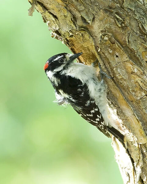 Canada, Alberta, Lethbridge Downy Woodpecker Picoides pubescens excavating nest