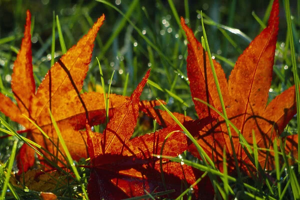 England, Surrey, Cranleigh, Fallen Maple leaves in Autumn colours