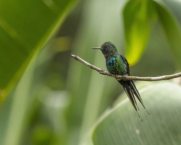Green Thorntail Hummingbird perched in Costa Rica