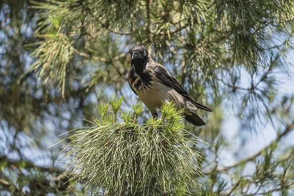 A Hooded Crow perched in a tree on the Mount of Olives in Jerusalem