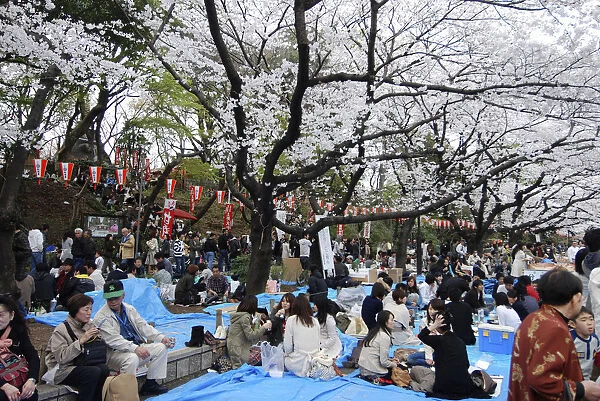 Japan, Tokyo, Ueno - in Ueno Park, 'Hanami'flower viewing parties under the cherry