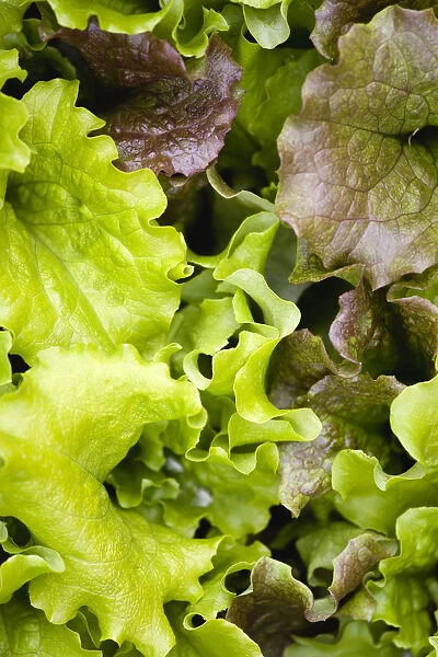Lettuce, Lactuca sativa, close-up of mixed varieties of the green leaf salad vegetable