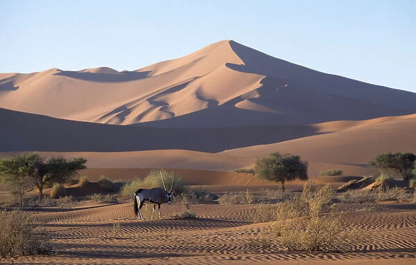 Lone Gemsbok in dry riverbed with sand dunes behind