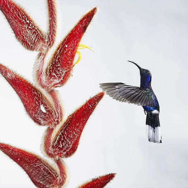 A male Violet Sabrewing Hummingbird feeding on a Hairy Heliconia