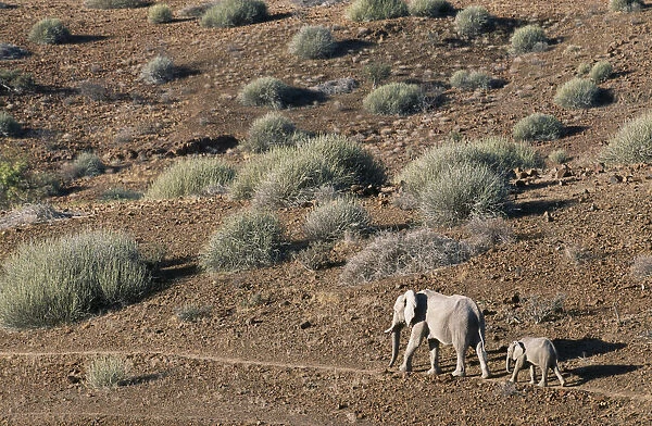 Mother and calf desert Elephants walking through arid desert landscape