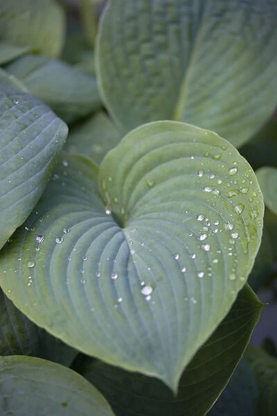 Hosta. Plants, Hosta, Green heart shaped leaves with water droplets