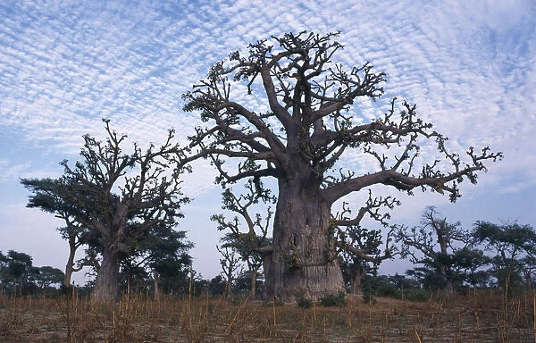 SENEGAL, Landscape Baobab trees in parched ground