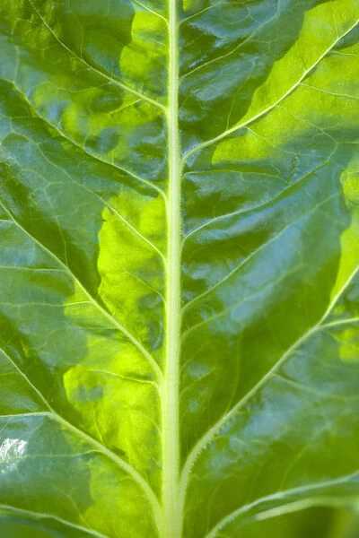 Spinach, Spinacia oleracea, close-up detail of a green vegetable leaf