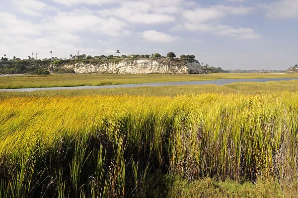 Wetlands at Newport Bay Ecological Reserve Newport Beach