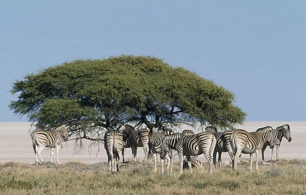 Zebra herd gathered under an acacia tree
