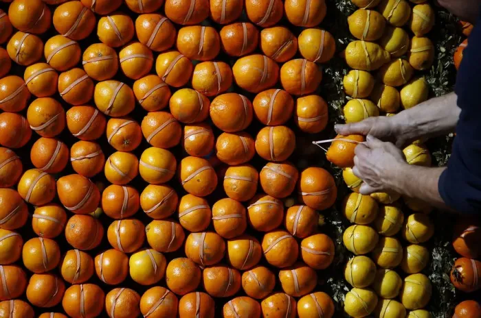 Framed Print : A worker adds final details to a lemon and orange pattern print Framed Print : A worker adds final details to a lemon and orange pattern print