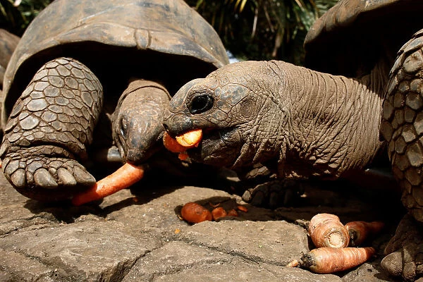 Aldabra giant tortoises eat carrots at the La Vanille Nature Park in Riviere des
