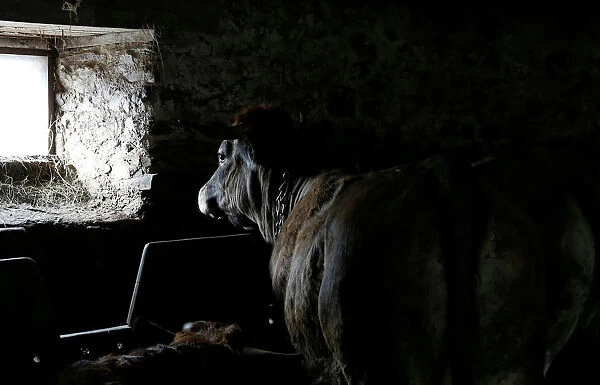 An Aubrac breed bull is pictured in a barn in Curieres